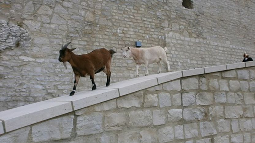 Festungsruine Hohenneuffen, Ziegen auf der Brüstung der Zufahrt